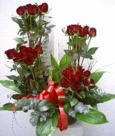Rosas Colombia