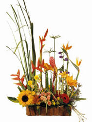 Flores Colombia