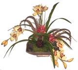 Orquideas colombia