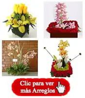 Flores en Bogotá y Colombia - Orquideas